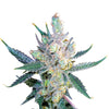 Close-up of a cannabis flower with crystalline trichomes, green leaves and purple accents on a white background
