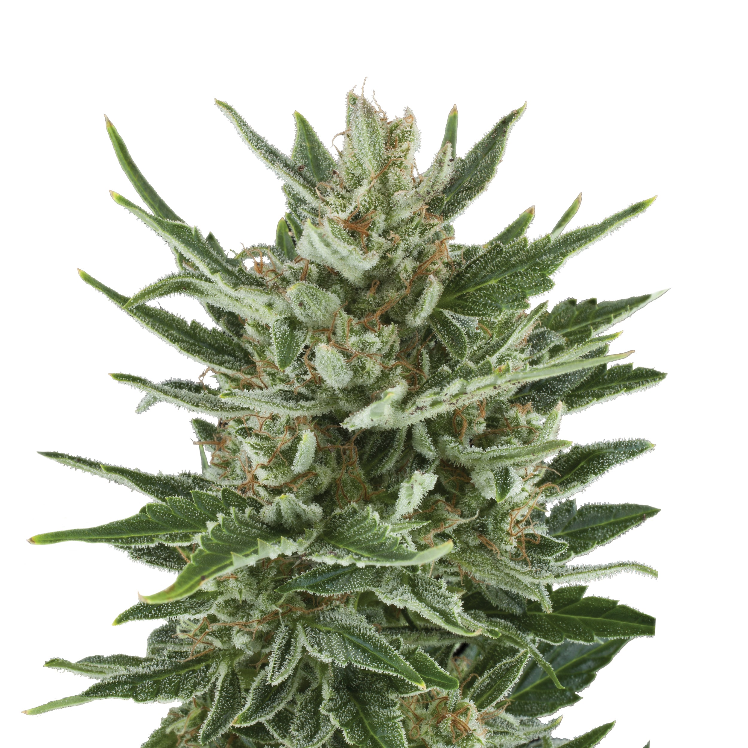 Close-up of a cannabis plant with bright green leaves, densely covered with glistening trichomes and streaked with brownish threads
