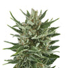 Close-up of a cannabis plant with bright green leaves, densely covered with glistening trichomes and streaked with brownish threads

