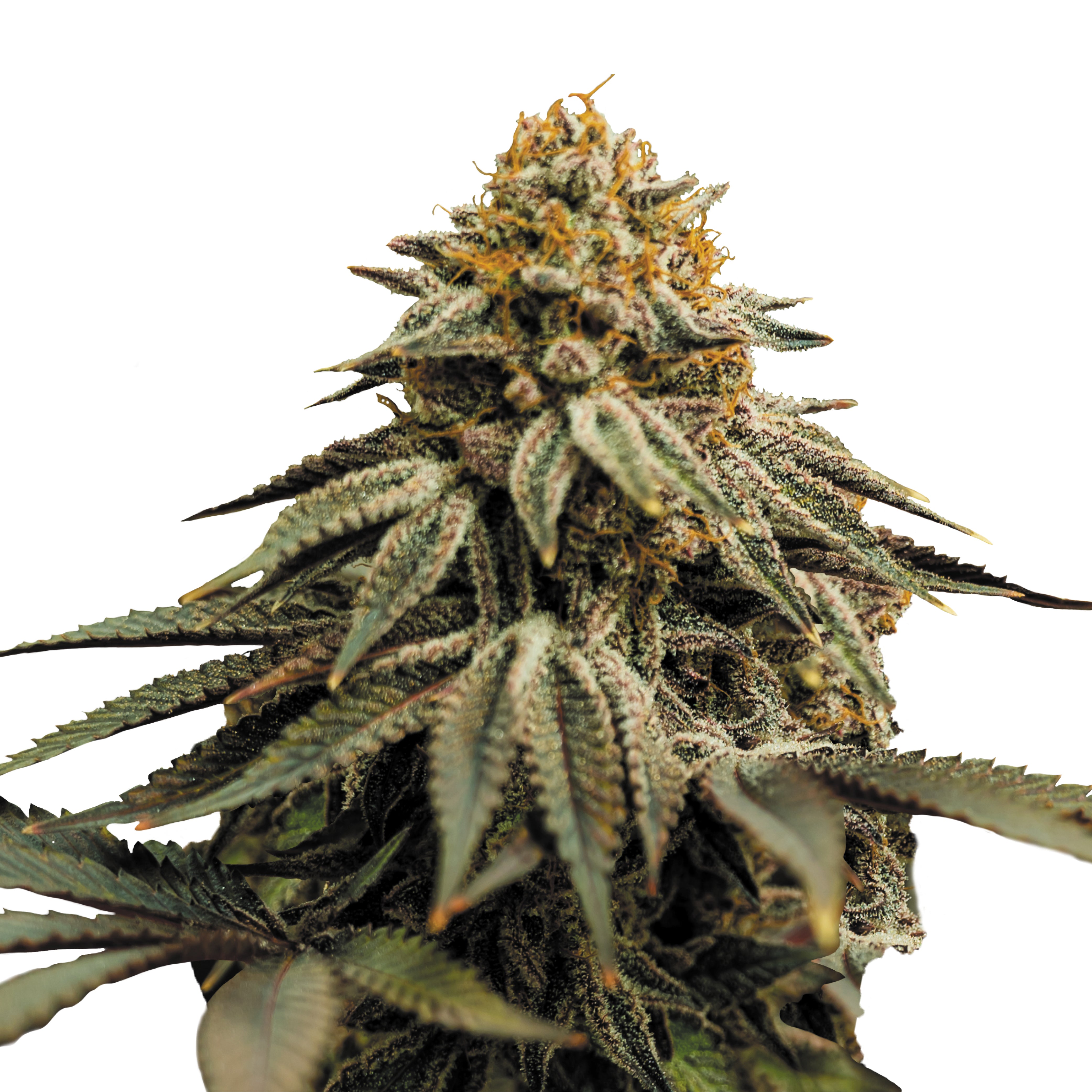 Photograph of a cannabis plant with purple-red leaves, orange hairs and a thick layer of glistening trichomes shows a close-up of the inflorescences
