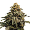 Photograph of a cannabis plant with purple-red leaves, orange hairs and a thick layer of glistening trichomes shows a close-up of the inflorescences

