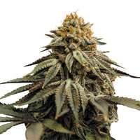THC seeds