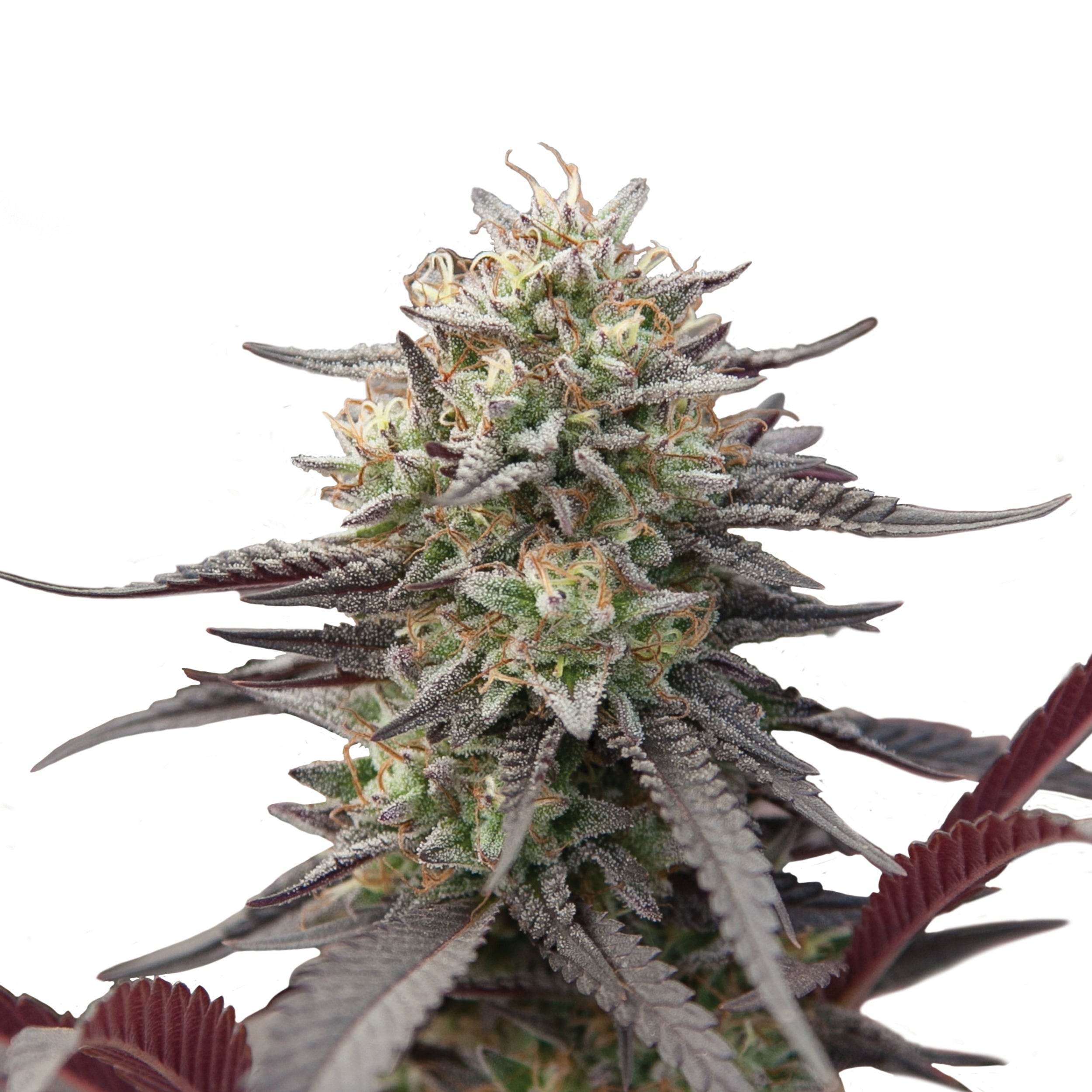 Photograph of a cannabis plant with purple leaves, dense with glittering trichomes and bright green inflorescences on a white background