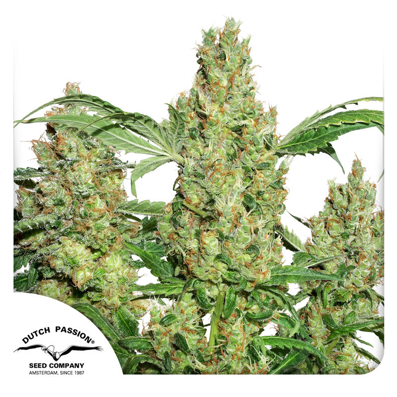 Dutch Passion cannabis plant, displays lush inflorescences with green-golden hues and orange pistils against a white background  
