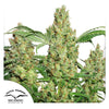 Dutch Passion cannabis plant, displays lush inflorescences with green-golden hues and orange pistils against a white background  
