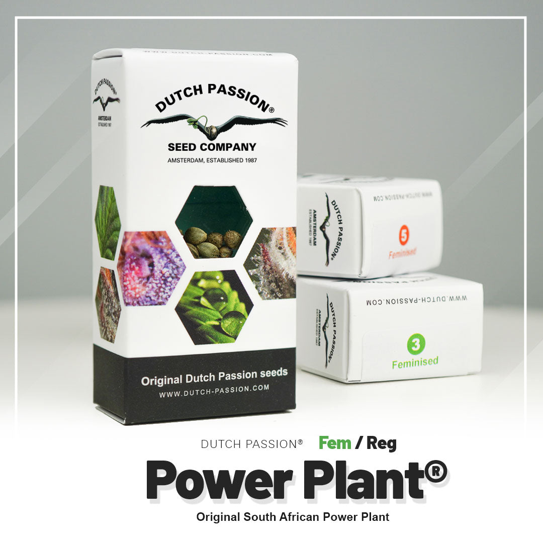 Product photo by Dutch Passion: Original South African Power Plant seeds in Amsterdam, with pictures of cannabis flowers and seeds in bright green and purple tones and detailed close-ups.
