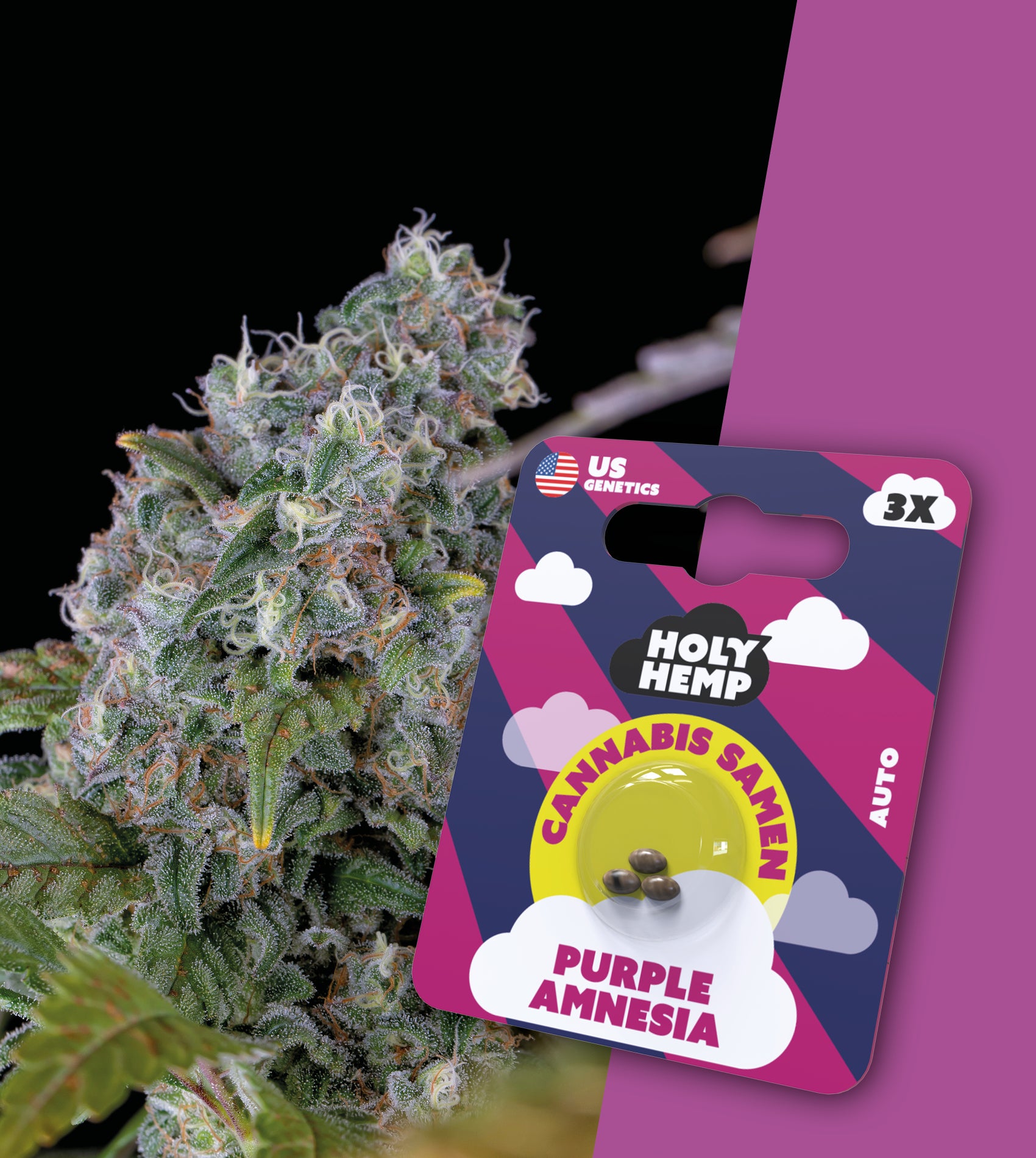 US Genetics hemp plant with purple and green flowers and three Purple Amnesia cannabis seeds in packaging with cloud motifs and the words Holy Hemp
