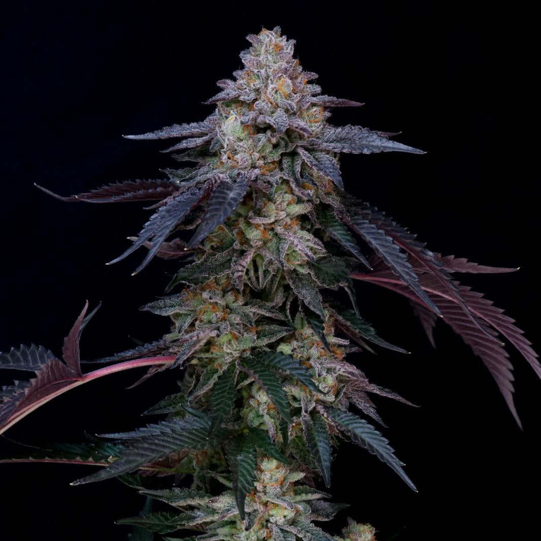 Cannabis seeds BudVoyage PREMIUM US Rainbow Belts X Dulce de Uva Fem (happy, relaxing, fruity)