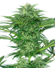 Photo of a Cannabis sativa plant showcasing its vibrant green leaves, frosty trichomes, and dense buds against a blurred background
