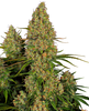 Fotografie von Cannabispflanze mit leuchtend grünen und orangefarbenen Blütenständen vor dunklem Hintergrund zeigt üppige, dichte Knospen und orangefarbene Härchen.
