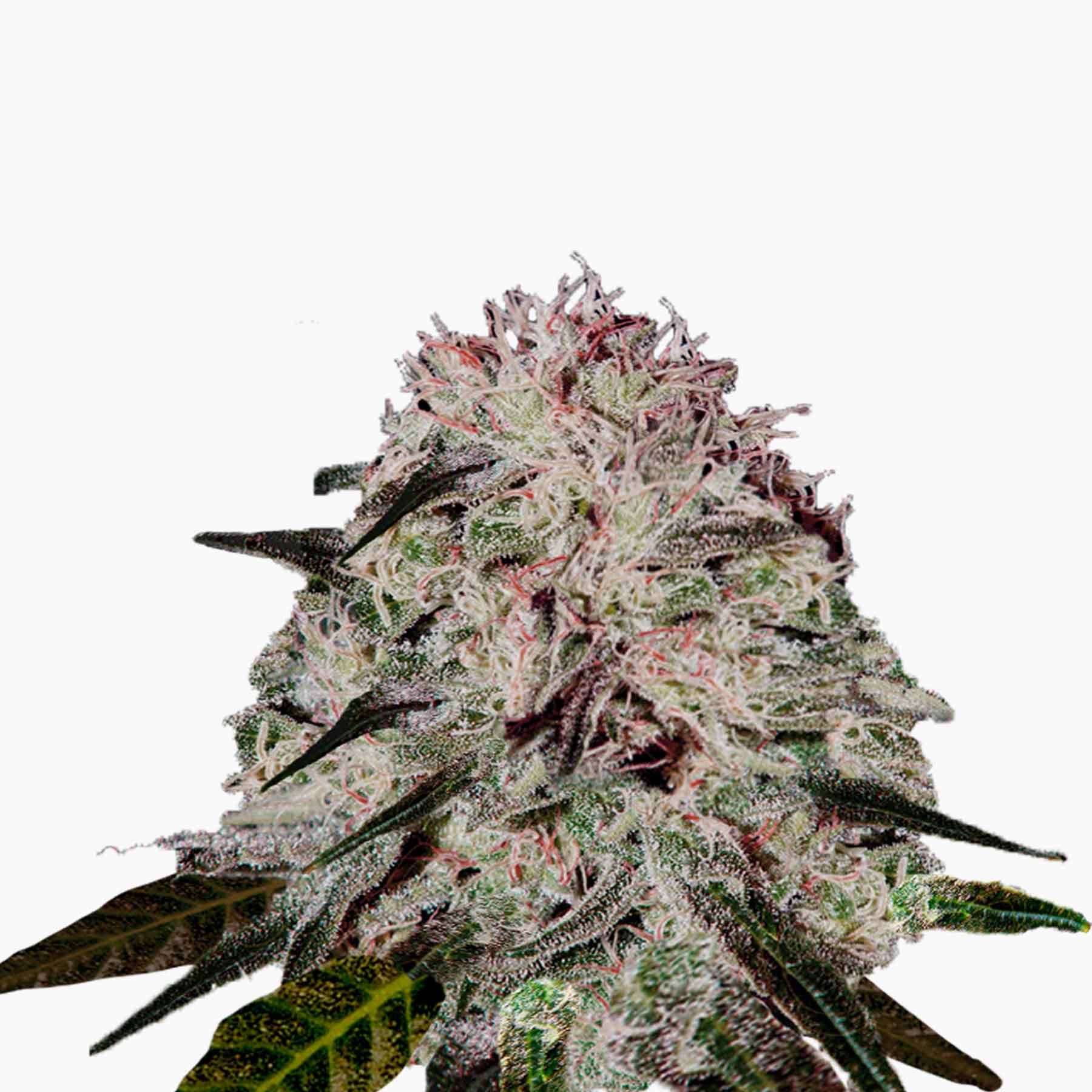 Photograph of marijuana, showing a close-up of a cannabis flower with its purple, green and white hues and crystalline trichomes
