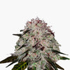 Photograph of marijuana, showing a close-up of a cannabis flower with its purple, green and white hues and crystalline trichomes
