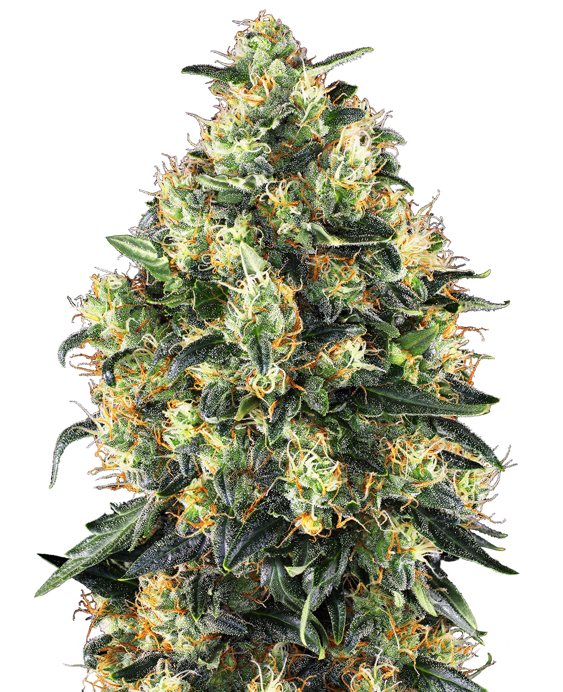Unknown artist, cannabis plant, detailed close-up with green leaves, orange hairs and crystalline trichomes against a black background
