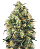 Unknown artist, cannabis plant, detailed close-up with green leaves, orange hairs and crystalline trichomes against a black background
