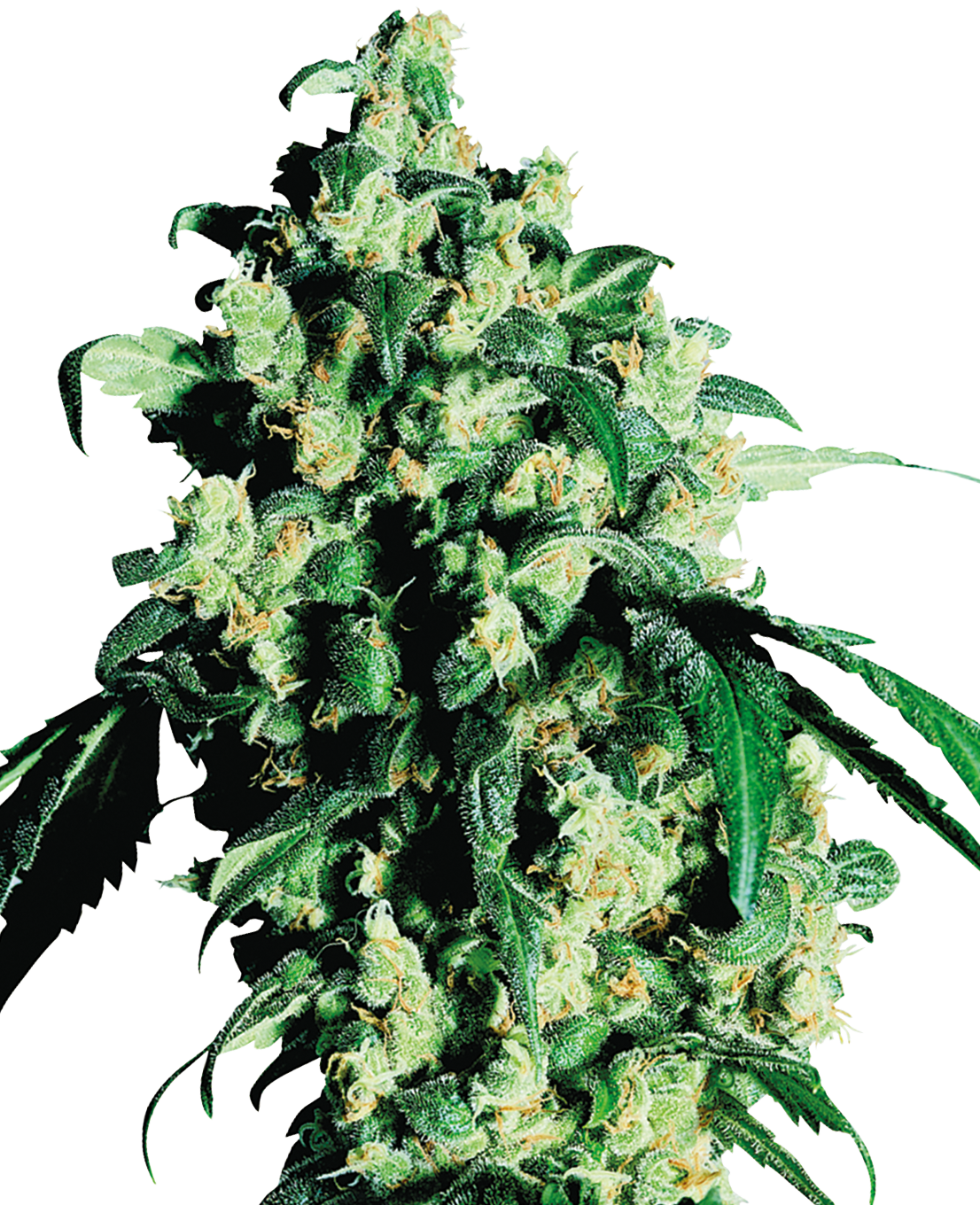 Photograph by unknown artist shows a marijuana plant with dense, green inflorescences, bright green leaves and golden pistils against an abstract background
