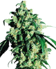 Photograph by unknown artist shows a marijuana plant with dense, green inflorescences, bright green leaves and golden pistils against an abstract background
