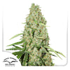Dutch Passion seed company Cannabis plant with green and orange flowers and leaves against a white background
