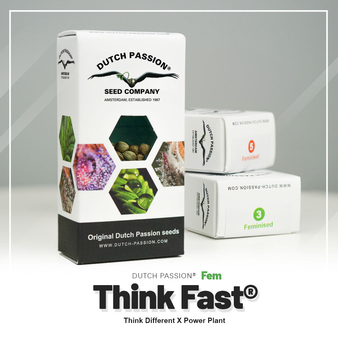 Dutch Passion Seed Company product packaging showing original Dutch Passion seeds in Amsterdam with vibrant green and purple cannabis buds and close-up shots of seeds
