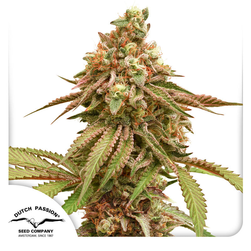 Dutch Passion cannabis plant, showing a detailed close-up with pink, green and orange hues against a white background
