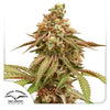 Dutch Passion cannabis plant, showing a detailed close-up with pink, green and orange hues against a white background
