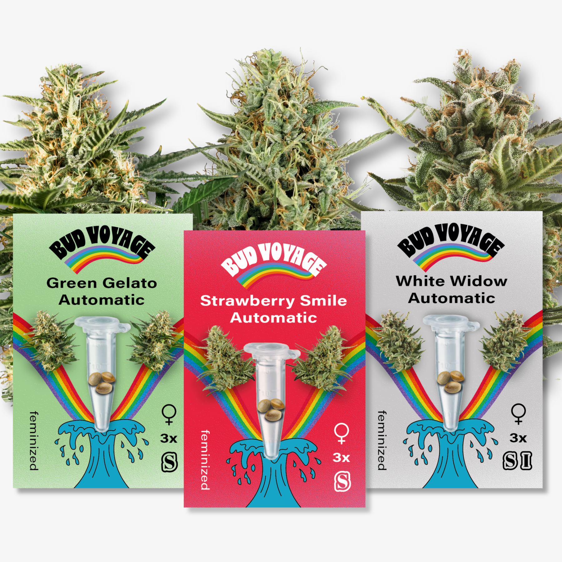 Bud Voyage graphic design featuring Green Gelato, Strawberry Smile, and White Widow Automatic cannabis strains with vibrant rainbow accents and test tubes containing seeds against a white background

