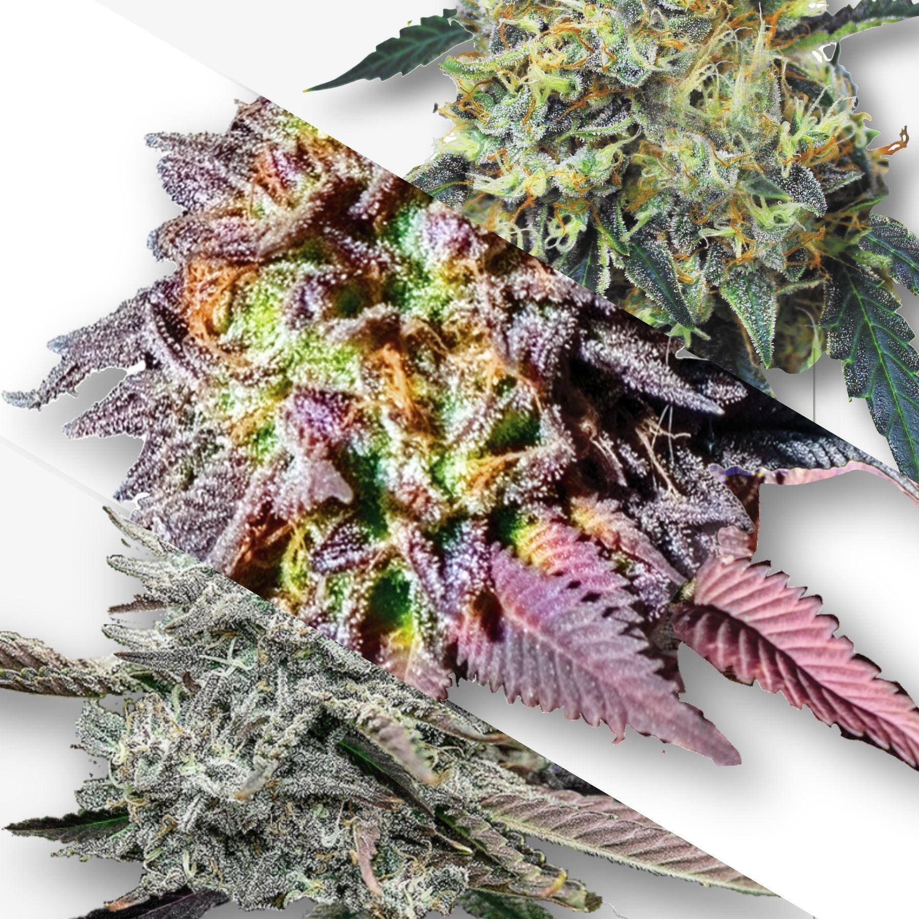 Digital art Cannabis buds showcasing vibrant purple, orange, and green hues with frosty trichomes and unique leaf structures
