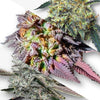 Digital art Cannabis buds showcasing vibrant purple, orange, and green hues with frosty trichomes and unique leaf structures
