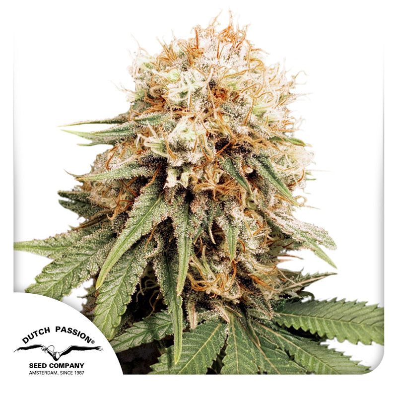 Dutch Passion seed bank, cannabis plant, shows green and brown leaves with white trichomes against a white background