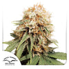 Dutch Passion seed bank, cannabis plant, shows green and brown leaves with white trichomes against a white background