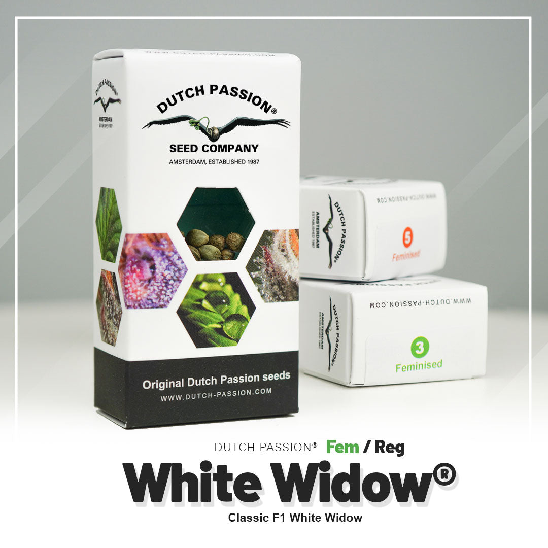 Product photo from Dutch Passion seeds, Amsterdam, showing White Widow seeds in different packaging with green and purple flower details and feminized seed packets
