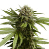 Photograph of a cannabis plant with dense, light green leaves, bright orange flowers and a fine, white coating on the leaves and inflorescences
