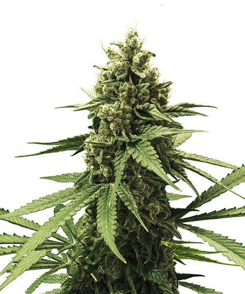 Close-up of a cannabis plant with dense, light and dark green leaves and sticky inflorescences against a white background
