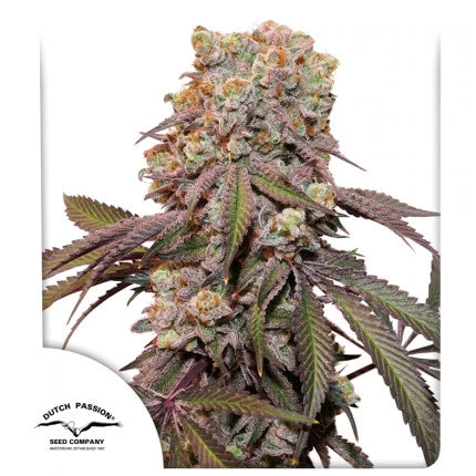 Hanfsamen DP Candy Bubatz XL Auto (anregend, süß, entspannend)