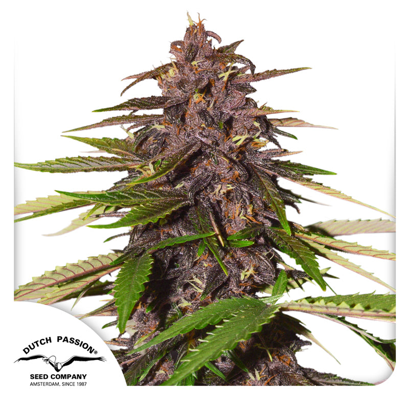 Dutch Passion seed company Cannabis plant with dark purple and green leaves against a white background
