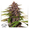 Dutch Passion seed company Cannabis plant with dark purple and green leaves against a white background
