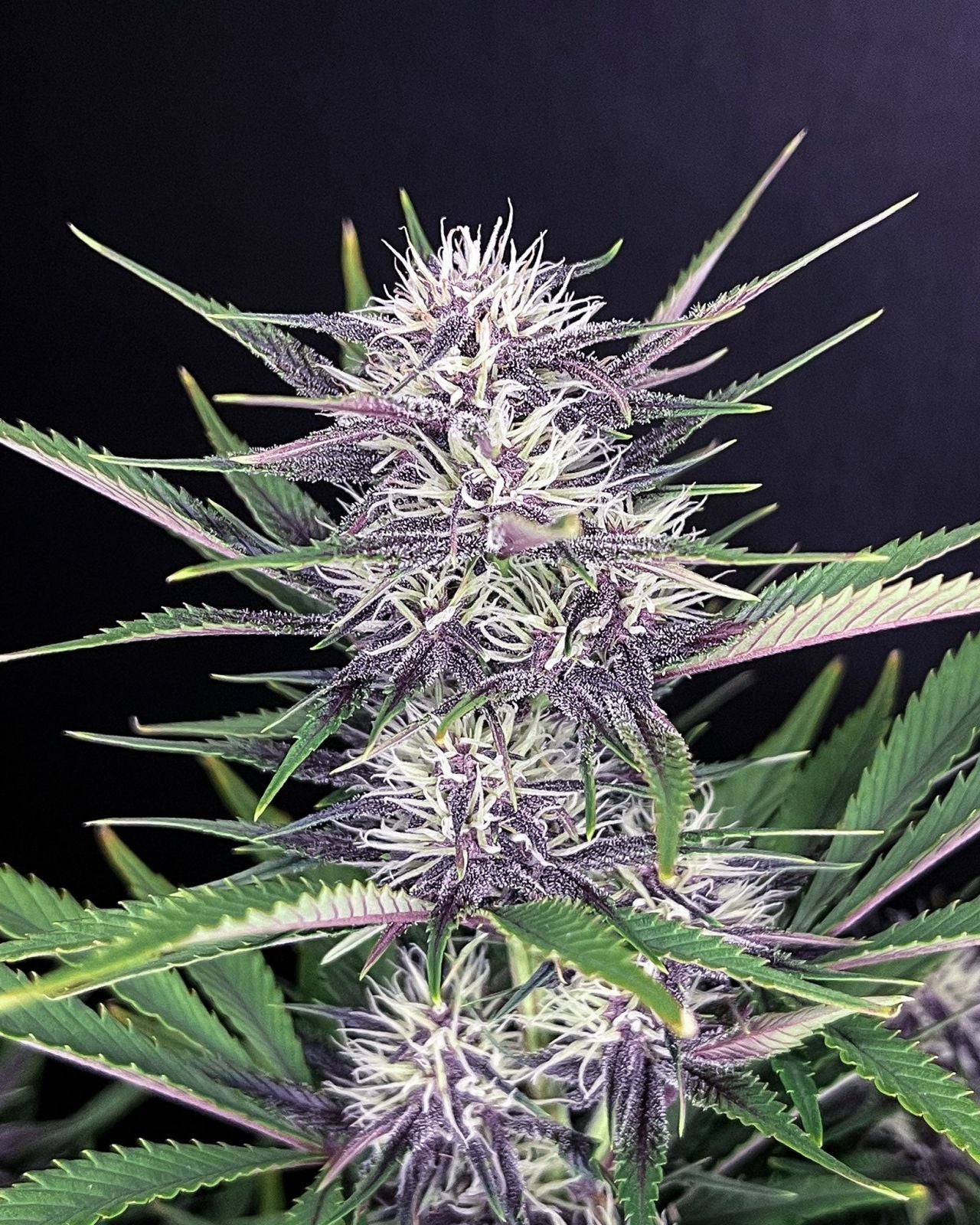 Photography: Close-up of a cannabis plant with purple and white inflorescences against a black background the leaves show green and purple hues and the flowers are covered with white trichomes
