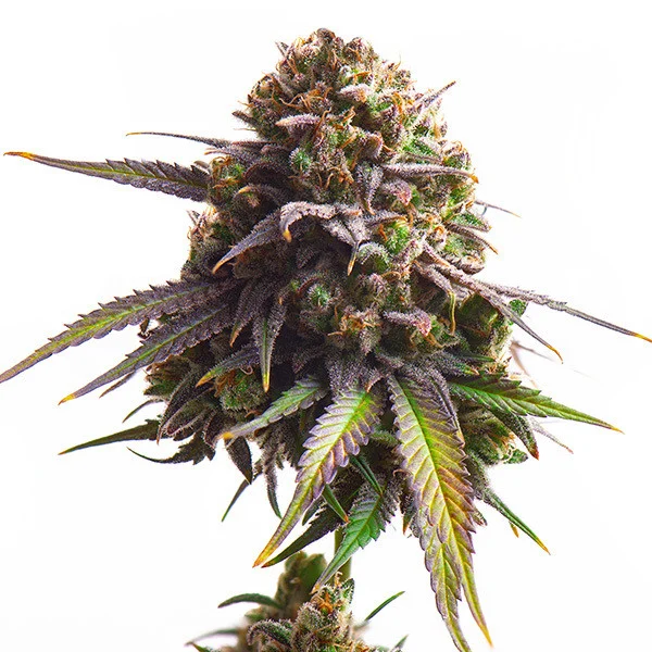 Close-up of a cannabis plant with purple and green leaves and inflorescences against a white background
