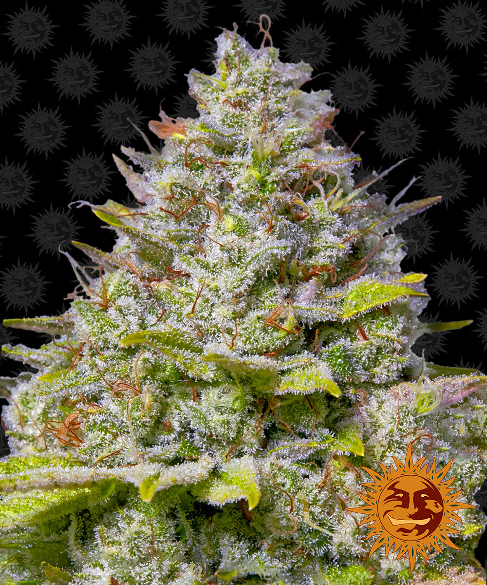 High-resolution photograph of a cannabis bud by the artist and breeder, The Cali Connection, showing frosty trichomes, vibrant green leaves, and orange pistils against a black background featuring a repeating pattern of smiling suns