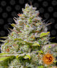 High-resolution photograph of a cannabis bud by the artist and breeder, The Cali Connection, showing frosty trichomes, vibrant green leaves, and orange pistils against a black background featuring a repeating pattern of smiling suns