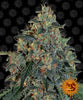 A photograph of a large cannabis sativa plant with frosty green buds orange hairs and a background of the iconic smiling sun logo