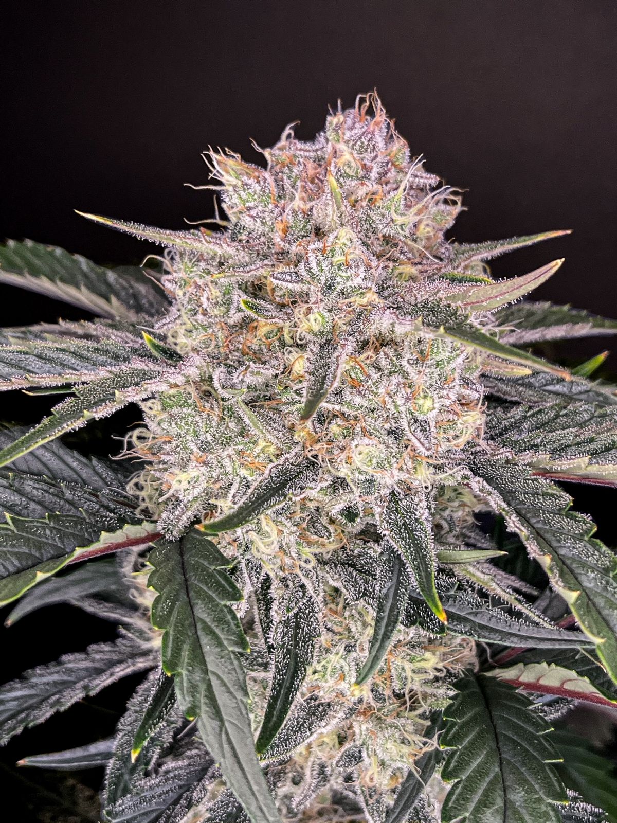Close-up of a cannabis plant with densely grown, silvery-white inflorescences, dark green leaves and reddish leaf stalks
