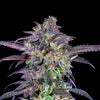 Close-up of a cannabis plant with purple-red, green and silvery-white inflorescences against a black background
