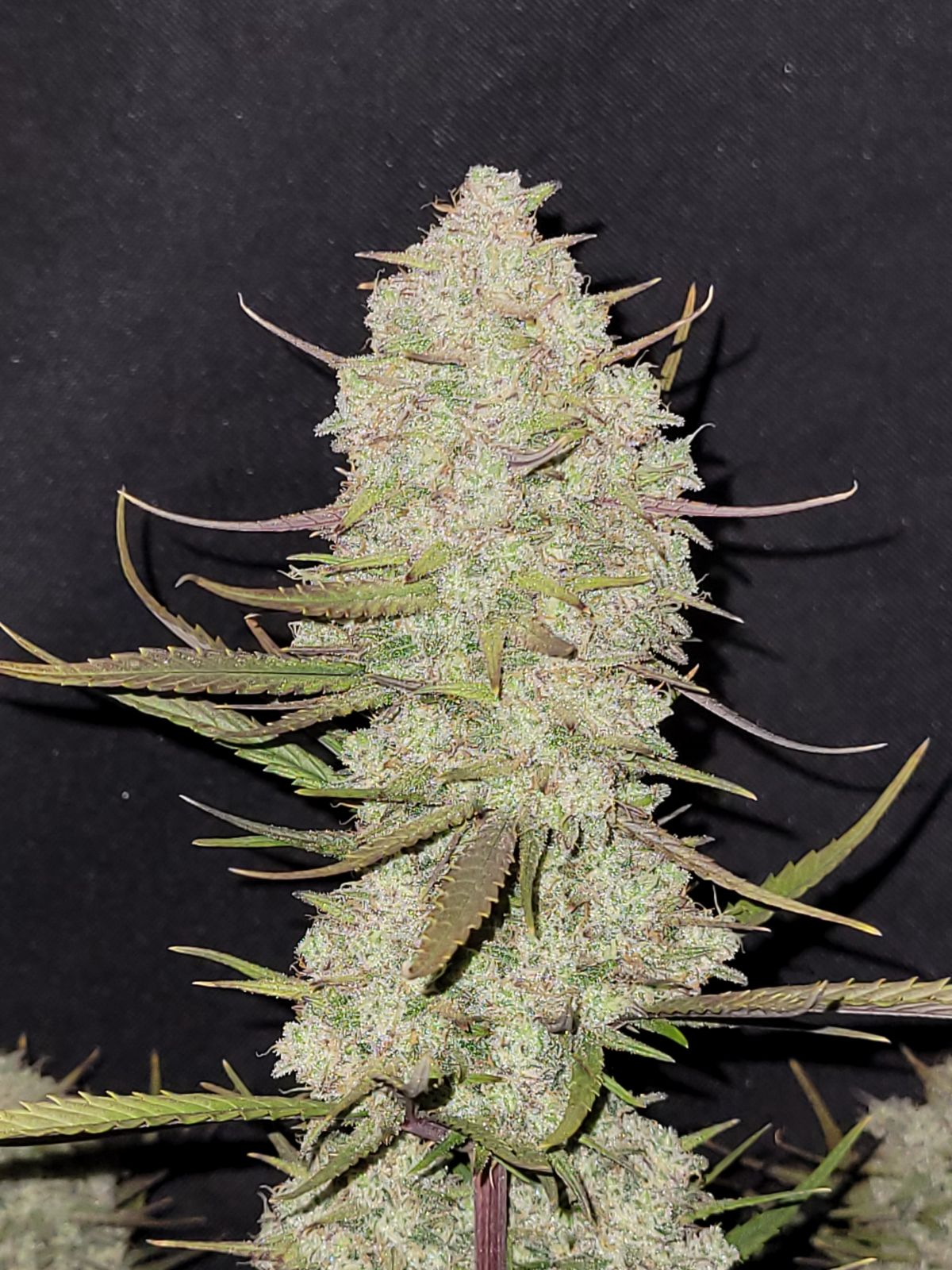 Close-up of a cannabis plant with its light green and purple leaves and dense, resinous inflorescences against a black background
