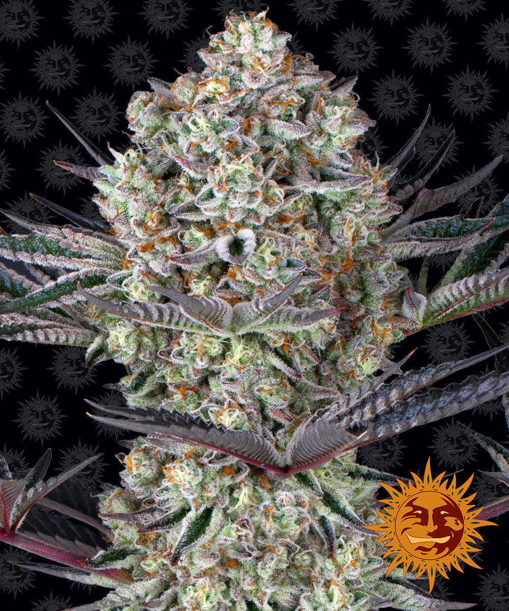 Cultivated cannabis strain by Barney's Farm, showcasing frosty buds with purple hues and orange pistils against a black background featuring a repeating smiling sun logo