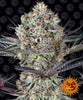 Cultivated cannabis strain by Barney's Farm, showcasing frosty buds with purple hues and orange pistils against a black background featuring a repeating smiling sun logo