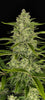 Close-up of a cannabis plant with bright green leaves, dense inflorescences and purple stems
