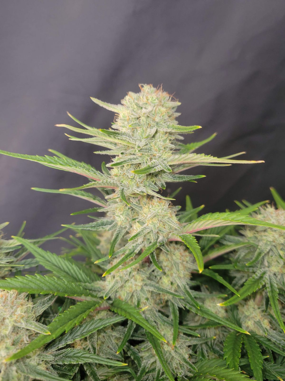 Close-up of a cannabis plant with densely grown, light green inflorescences and slightly reddish leaves against a dark background