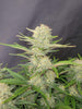 Close-up of a cannabis plant with densely grown, light green inflorescences and slightly reddish leaves against a dark background