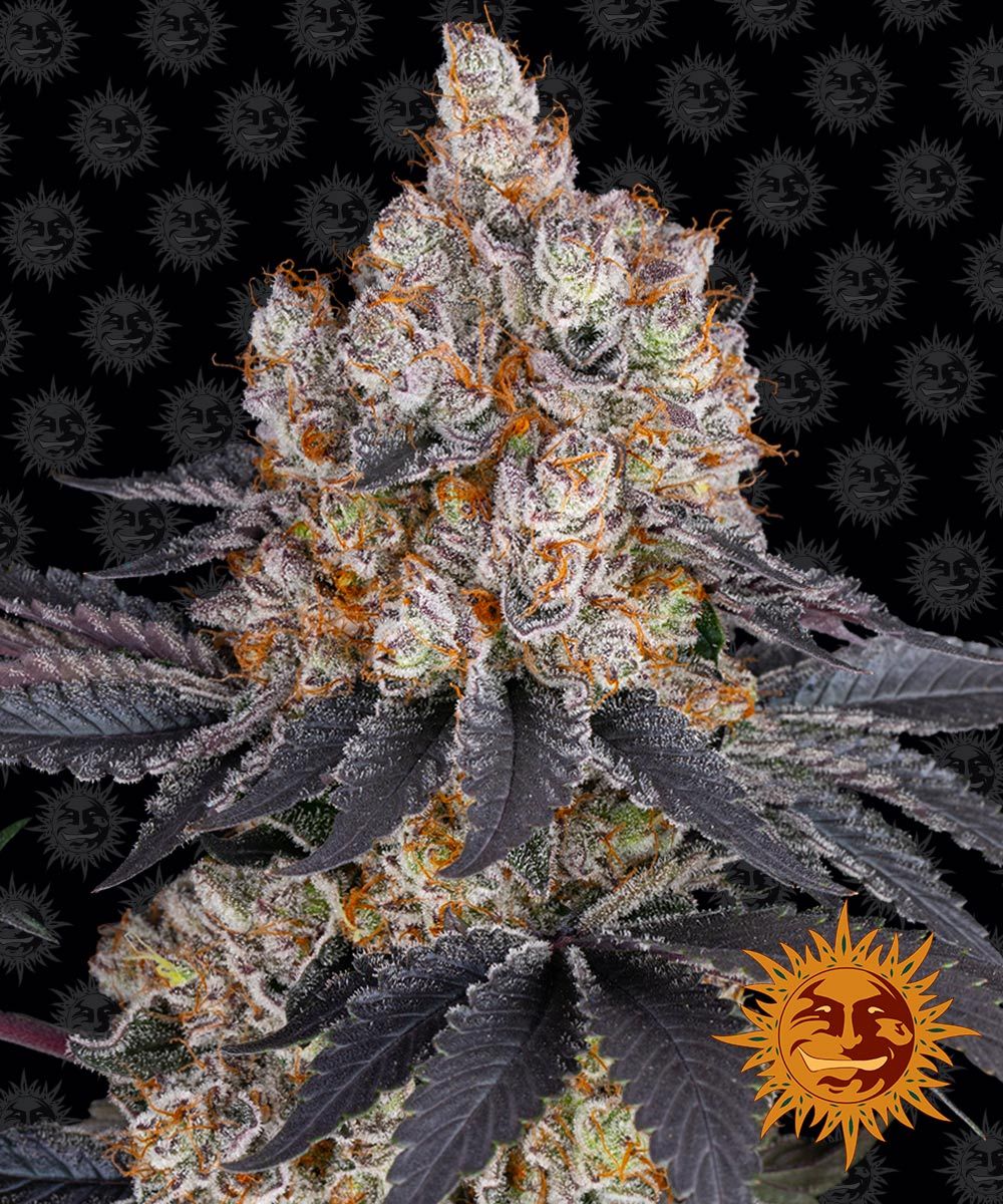 Photograph of Barney's Farm, showing a marijuana plant with orange and purple flowers, covered with trichomes, against a background of recurring sun motifs.
