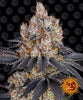 Photograph of Barney's Farm, showing a marijuana plant with orange and purple flowers, covered with trichomes, against a background of recurring sun motifs.
